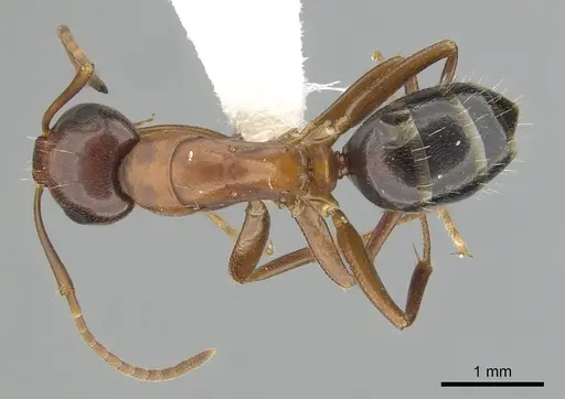 Camponotus subbarbatus - CASENT0249371