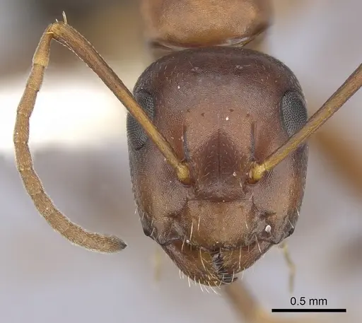 Camponotus subbarbatus - CASENT0249371