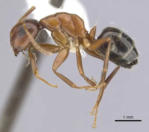 Camponotus subbarbatus - CASENT0249371