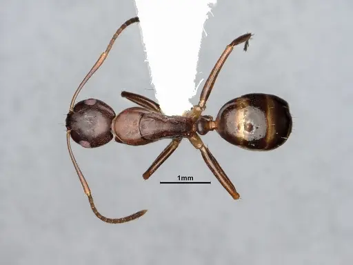 Camponotus subbarbatus - CASENT0653623