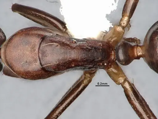 Camponotus subbarbatus - CASENT0653623