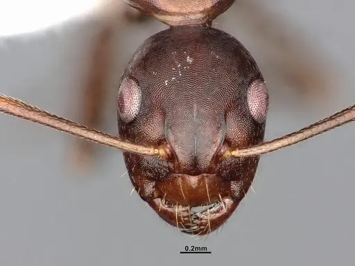 Camponotus subbarbatus - CASENT0653623