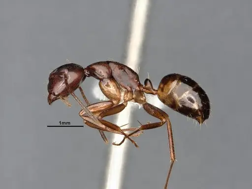 Camponotus subbarbatus - CASENT0653623