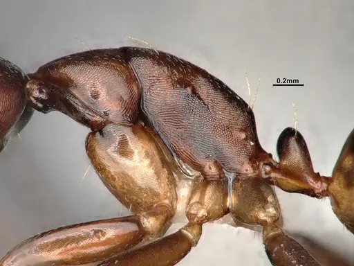 Camponotus subbarbatus - CASENT0653623