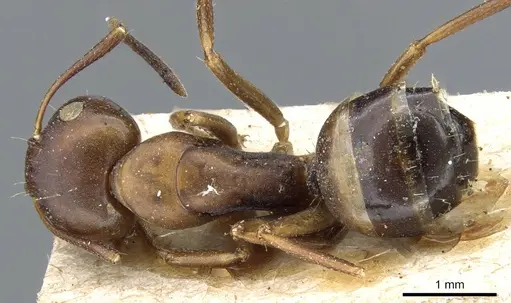 Camponotus subbarbatus - CASENT0905405