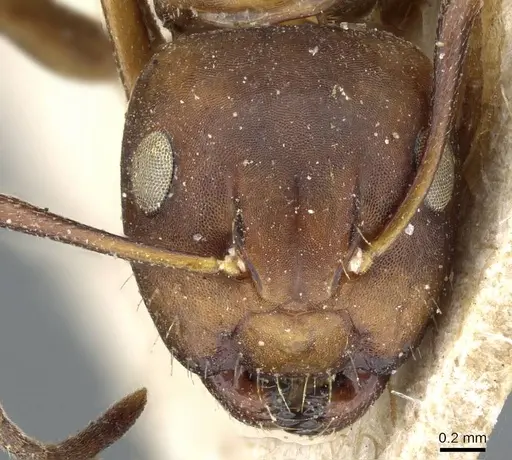 Camponotus subbarbatus - CASENT0905405