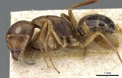 Camponotus subbarbatus - CASENT0905405
