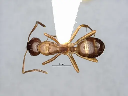 Camponotus subbarbatus - MEM212768