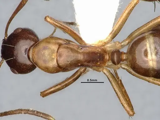 Camponotus subbarbatus - MEM212768