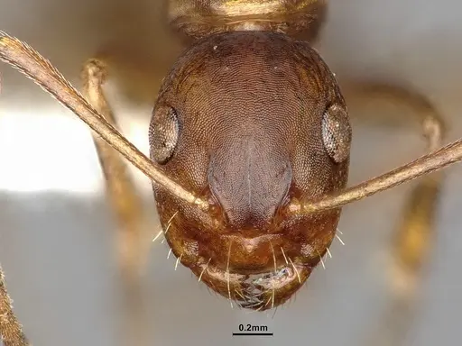 Camponotus subbarbatus - MEM212768