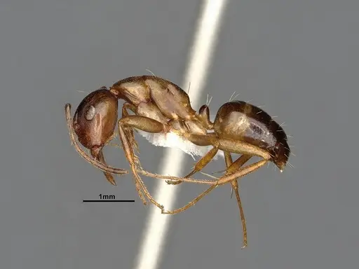 Camponotus subbarbatus - MEM212768
