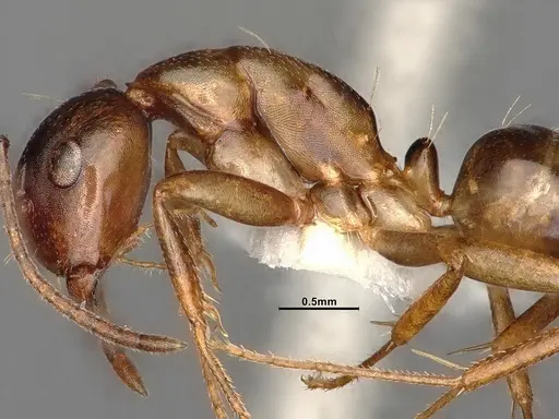Camponotus subbarbatus - MEM212768