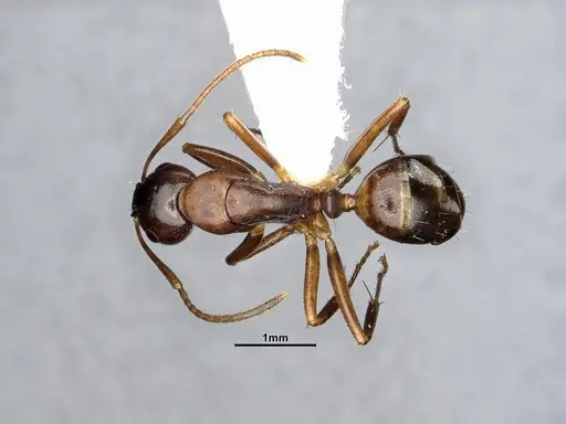 Camponotus subbarbatus - MEM290586