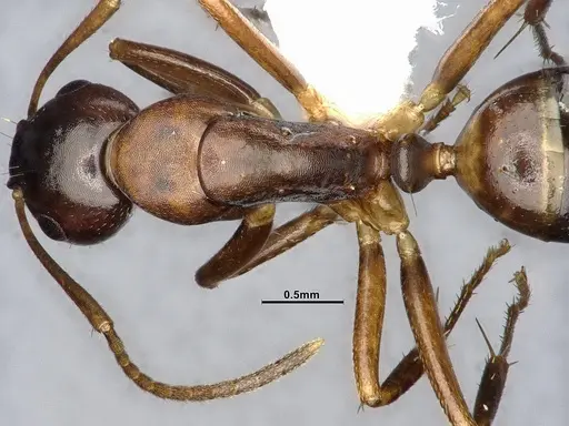 Camponotus subbarbatus - MEM290586