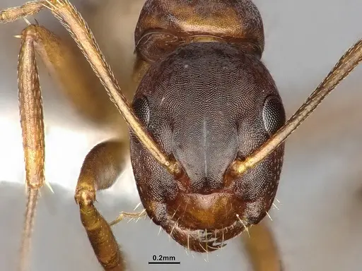Camponotus subbarbatus - MEM290586