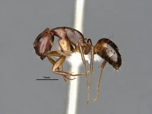 Camponotus subbarbatus - MEM290586