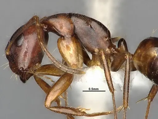 Camponotus subbarbatus - MEM290586
