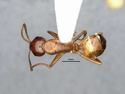 Camponotus subbarbatus - MEM290590