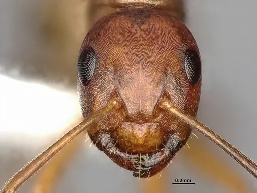 Camponotus subbarbatus - MEM290590