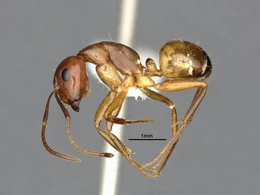 Camponotus subbarbatus - MEM290590
