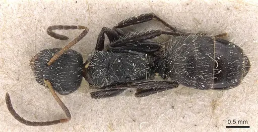 Camponotus subcircularis specimen