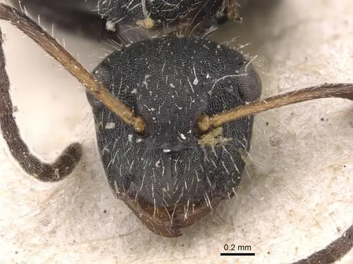Camponotus subcircularis specimen
