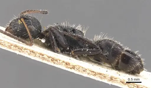 Camponotus subcircularis specimen