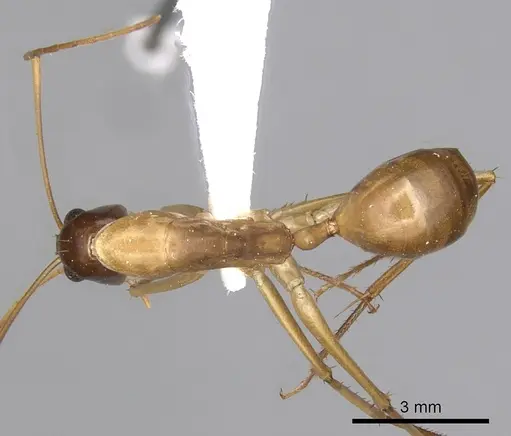 Camponotus subnitidus specimen