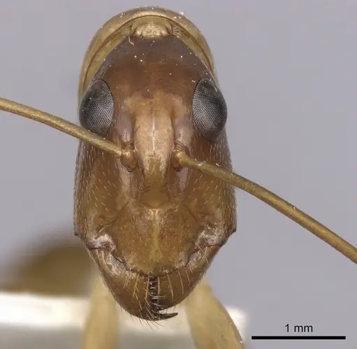Camponotus subnitidus specimen