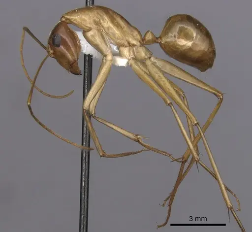 Camponotus subnitidus specimen