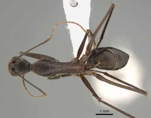 Camponotus subnitidus - CASENT0887724