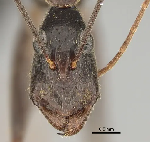 Camponotus subnitidus - CASENT0887724