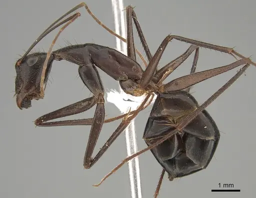 Camponotus subnitidus - CASENT0887724