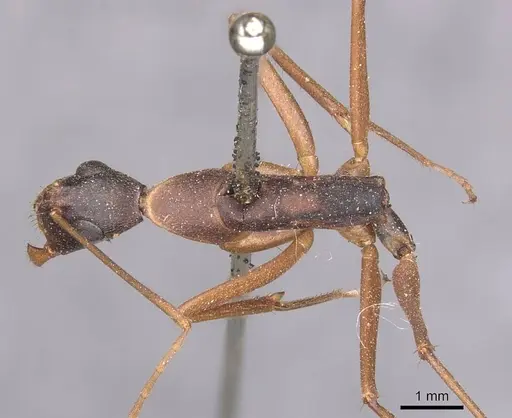 Camponotus subnitidus - CASENT0905246