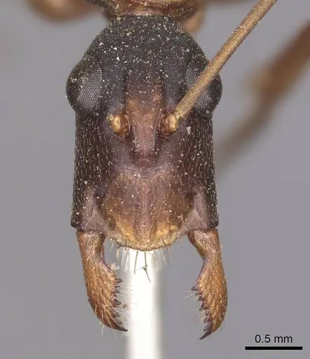 Camponotus subnitidus - CASENT0905246