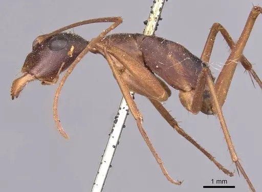 Camponotus subnitidus - CASENT0905246