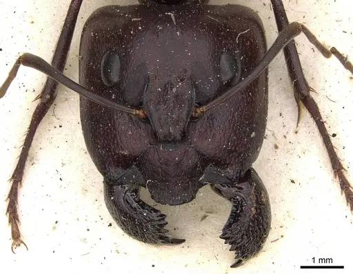 Camponotus subnitidus - CASENT0906927