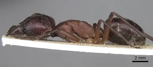 Camponotus subnitidus - CASENT0906927