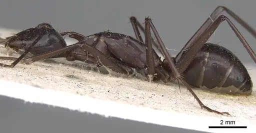 Camponotus subnitidus - CASENT0906928