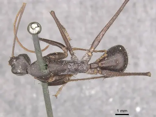 Camponotus subnitidus - CASENT0910100