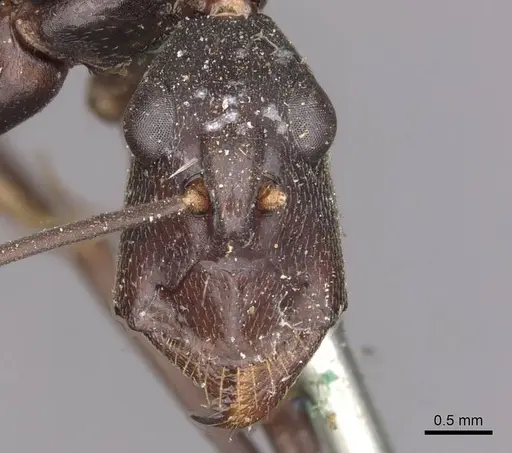 Camponotus subnitidus - CASENT0910100