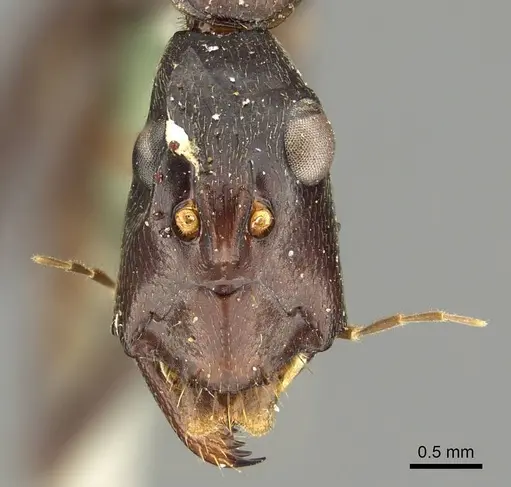 Camponotus subnitidus - CASENT0915775