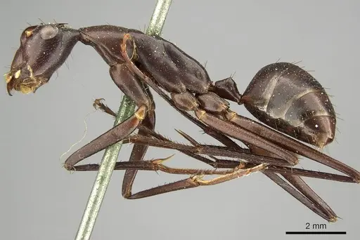 Camponotus subnitidus - CASENT0915775
