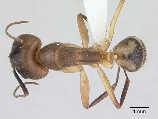 Camponotus substitutus specimen