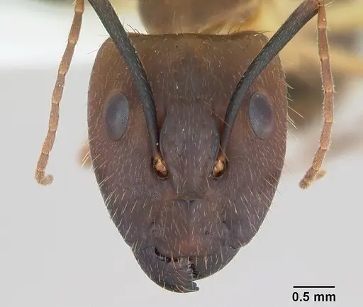 Camponotus substitutus specimen