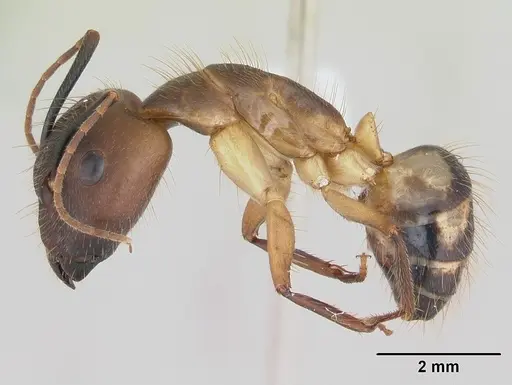 Camponotus substitutus specimen