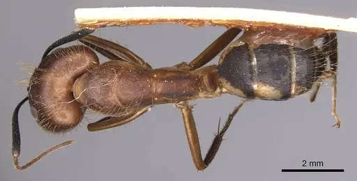 Camponotus substitutus - CASENT0905256
