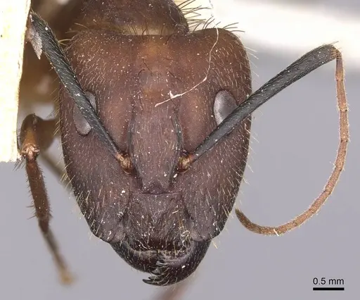 Camponotus substitutus - CASENT0905256