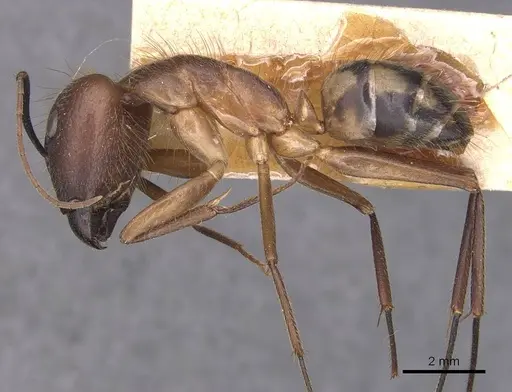 Camponotus substitutus - CASENT0905256