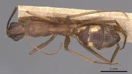 Camponotus substitutus - CASENT0905257